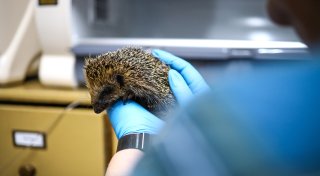 Igel in Not brauchen helfende Hände: Igelhilfe Herford-OWL kümmert sich jährlich um 1.000 Tiere