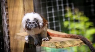 Kinder bis 13 Jahren haben an Ferien-Freitagen freien Eintritt im Herforder Tierpark