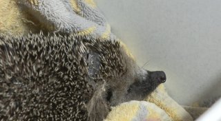 Tierschützer fordern Nachtfahrverbot für Mähroboter