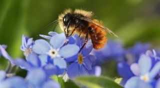 4 Tipps für einen insektenfreundlichen Balkon