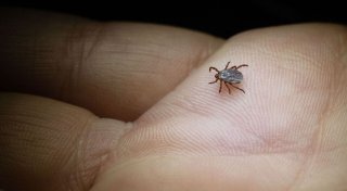 Zeckenzeit: Wie erkenne ich Borreliose?