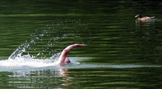 Wels und Co.: Wer schwimmt - außer mir - im Badesee?