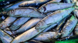 Globales Verbot der schädlichsten Fischereisubventionen