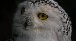 Vogelgrippe-Verdacht in Bielefeld: Testergebnisse sind jetzt da