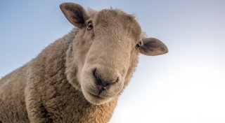 Schafe-Sterben im Kreis Höxter: Landwirte und Tierhalter stark betroffen