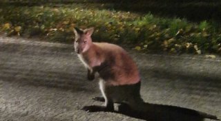 Besitzer fangen ausgebüxtes Känguru aus Rödinghausen wieder ein