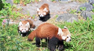 Zwillingsnachwuchs bei seltenen Kleinen Pandas in Hannover