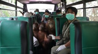 Orang-Utans im Bus: Waldschule auf Borneo zieht um