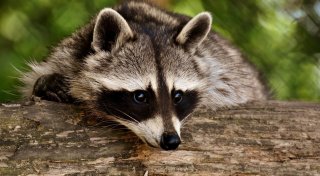 Katzenfutter lockt Waschbären an: Bünder fordert, nicht in die Natur einzugreifen