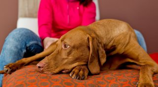 Kein Hundeleben für den Hund: Allergien erkennen und umgehen