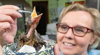 Tiere brauchen Hilfe: Kükenflut in der Bielefelder Wildvogelstation