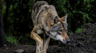 Wolf im Kreis Gütersloh unterwegs? So weist man die Sichtung des Tiers wirklich nach