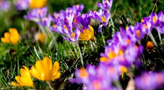 Blumenzwiebeln pflanzen - so blüht es im Frühjahr bunt