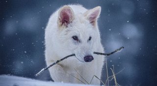 Labor-Kreatur: Grauwolf mit ein paar Schattenwolf-Genen