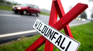 Jagdverband appelliert: Jeden Wildunfall der Polizei melden