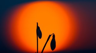 Plötzlich Frühling: Kommen meine Pflanzen damit klar?