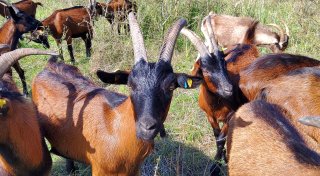 Tierische Landschaftspfleger: Ziegen sind wieder auf Paderborner Grünflächen unterwegs