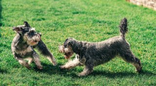 Hundewiesen in OWL: Hier können sich Vierbeiner austoben