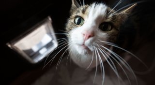 Katzenklappe und Balkonnetz: Was Mieter beachten müssen