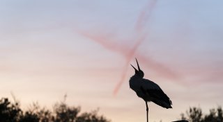 Tödliche Attacke in Bielefeld: Bekannte Storchdame stirbt bei Fuchsangriff
