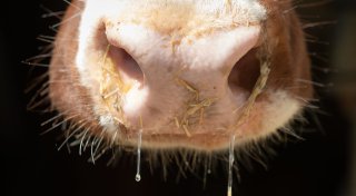 Schlachthof im Kreis Gütersloh im Fokus der Ermittlungen - Verdacht auf Tierquälerei