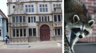 „Tierschutzkonform“: Jäger erschlägt Waschbär-Junges in der Innenstadt von Lemgo