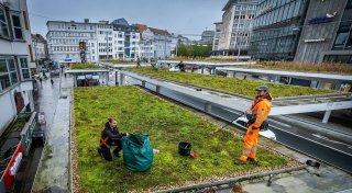 Bis zu vier Meter hoch: Bielefelder Jahnplatz wird endlich grün