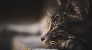 Vermisste Kater, schwere Vorwürfe und Reisetrends für 2025