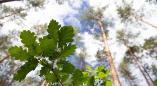 Überleben massiv bedroht: Der Bielefelder Wald wird sich komplett verändern