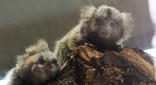 Tierpark Herford startet in die neue Saison mit neuen Preisen