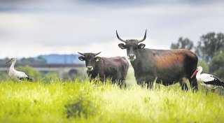 Natur statt Autos und Züge: Fast 4.000 Bielefelder wollen Johannisbachaue schützen