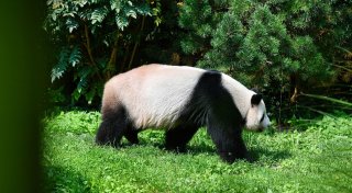 Ur-Panda in Tongrube im Allgäu entdeckt