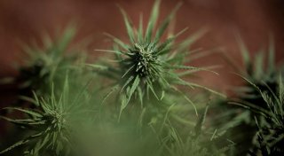 Nach Razzia im Kreis Höxter: Haftstrafen für Cannabis-Großhändler