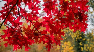 Was ist eigentlich so toll am Herbst?
