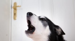 Hund allein zu Haus: So geht`s ohne schlechtes Gewissen