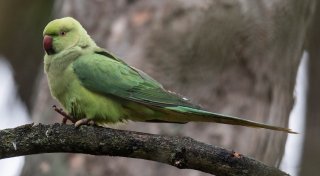 Exotischer Vogel in Bielefeld gesichtet: Wem gehört das grüne Kerlchen?