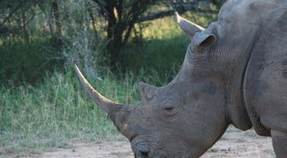 Mann dringt in Nashorngehege im Zoo Basel ein