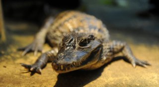 Achtung, Bissgefahr? Diese exotischen Haustiere leben im Kreis Herford