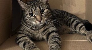 „Wir wollen Tierbesitzer warnen“: Kater in Büren mutmaßlich mit Luftgewehr erschossen