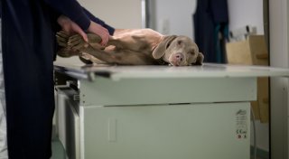 Hund stirbt unter Qualen: Tierärztin im Kreis Gütersloh entsetzt über Tierheilpraktiker