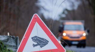 Auf Liebestour: Kröten am Wochenende auf Wanderschaft