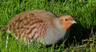 Das Rebhuhn ist der Vogel des Jahres - und stirbt still und leise in Bielefeld aus