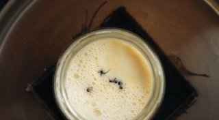 Wie Joghurt aus Ameisen entsteht - Nachahmen nicht empfohlen