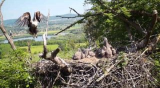 „Sensationell“: Eines von zwei Seeadlerpaaren in NRW lebt in Lippe