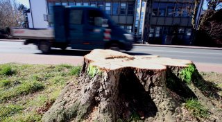 Antrag der Grünen auf mehr Transparenz bei Baumfällungen in Enger abgewiesen