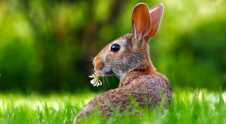Jäger alarmiert: Zwei schwere Tierkrankheiten bedrohen die Hasen im Kreis Herford