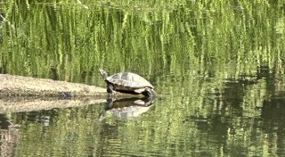 Ungewöhnlich: Bünderin entdeckt sonnenbadende Schildkröte in der Else