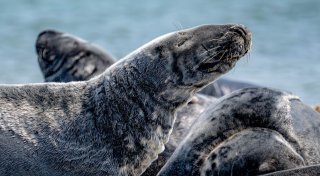 Mehr Kegelrobben leben im Wattenmeer - Trend hält an