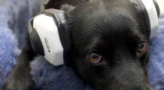 Panische Angst vor Böllern: Gütersloherin verrät, ob dieser Trick Hunden wirklich hilft