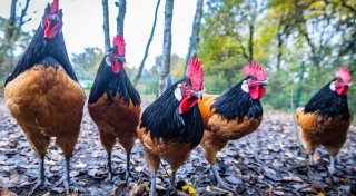 Ausgesetzte Hähne: Mobbingopfer im Bielefelder Tierheim
